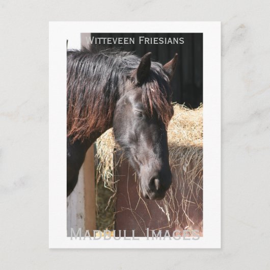 Friesian Mare Briefkaart (Voorkant)