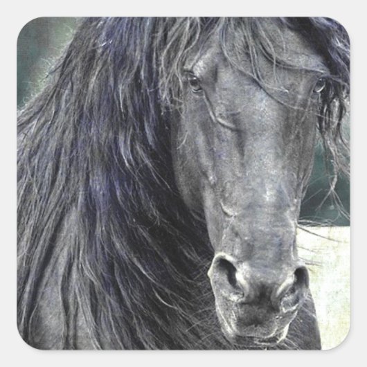 Friesian Stallion Vierkante Sticker (Voorkant)