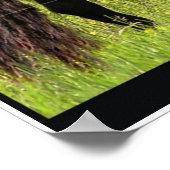 Friesisch Poster (Hoek)