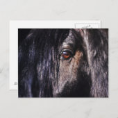 friesse paarden briefkaart (Voorkant / Achterkant)