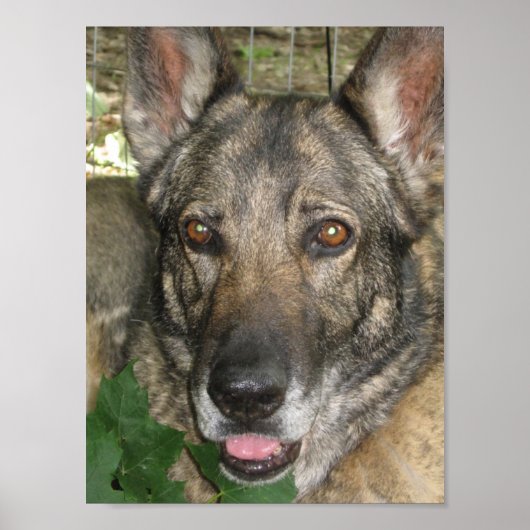 Friga in de tuin poster (Voorkant)