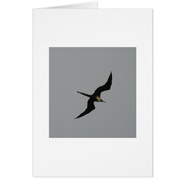 Frigate Bird card (Voorkant)