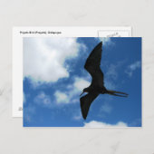 Frigate Bird (Fragata), Galapagos Briefkaart (Voorkant / Achterkant)