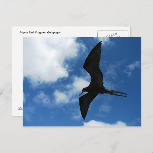 Frigate Bird (Fragata), Galapagos Briefkaart (Voorkant / Achterkant)