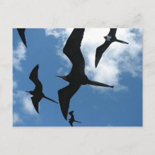 Frigate Birds (Fragata), Galapagos Islands 6 Briefkaart
