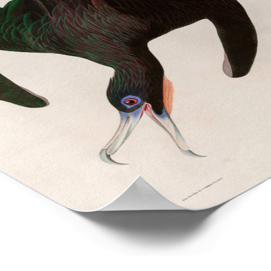 Frigate Pelican Birds of America Audubon Print (Hoek)