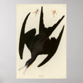 Frigate Pelican (Magnificent Frigatebird) Audubon Poster (Voorkant)
