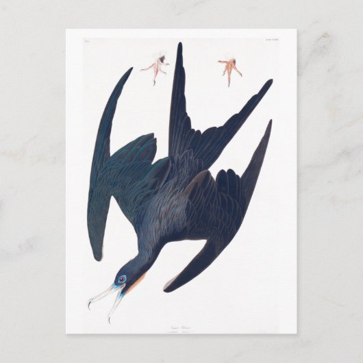 Frigate Penguin Briefkaart (Voorkant)