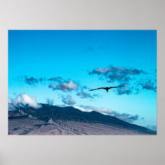 Frigatebird stijgt boven het Maui oceaan poster