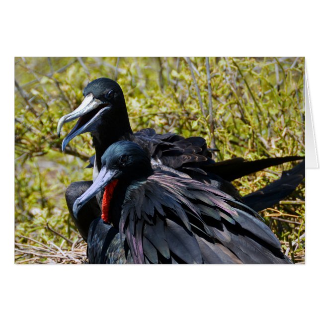 Frigatebirds in Love (Devant horizontal)