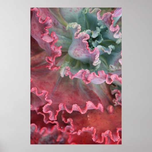 Frilled Echeveria poster (Voorkant)