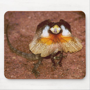 Frilled Lizard - Chlamydosaurus kingii Muismat
