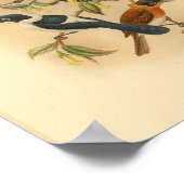 Frilled Neck Brown Flycatcher Bird Print (Hoek)