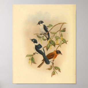 Frilled Neck Brown Flycatcher Bird Print