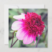 Frilly Pink et Magenta Dahlia Carte de remerciemen (Devant)