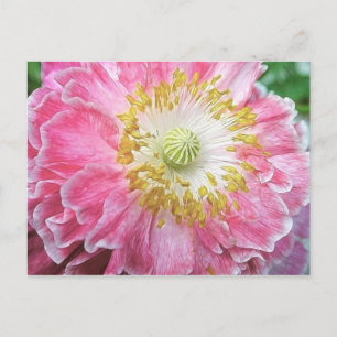 Frilly Pink Poppy Briefkaart