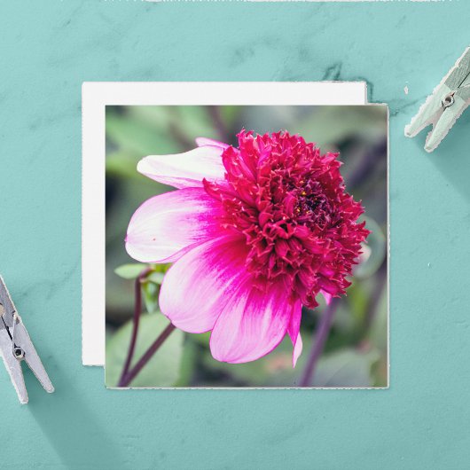 Frilly Roze en Magenta Dahlia Dankkaart