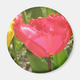 Fringed Tulips Magnet Magneet