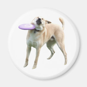 Frisbee Dog Meme Magnet Magneet