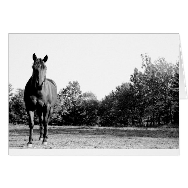 Frisco (Devant horizontal)
