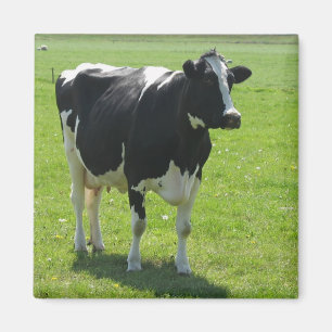 Frisiaanse koe in groene weide Fridge Magnet Magneet