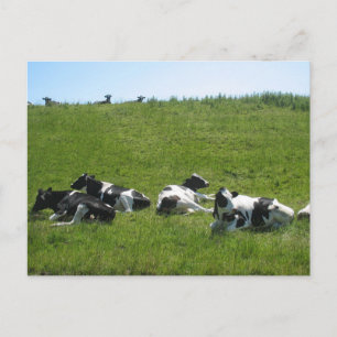 Frisian Holstein Cows Briefkaart