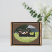 Frisky Foal ~ carte postale (Debout devant)