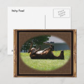 Frisky Foal ~ carte postale (Devant / Derrière)
