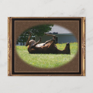 Frisky Foal ~ carte postale