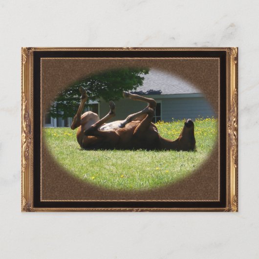 Frisky Foal ~ carte postale (Devant)