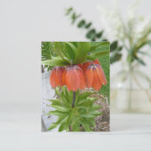 Fritillaria Imperialis Orange Fleurs Carte Postale (Debout devant)