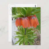Fritillaria Imperialis Orange Fleurs Carte Postale (Devant / Derrière)