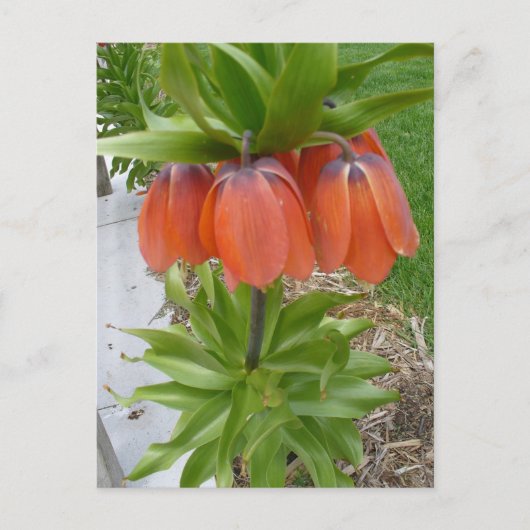 Fritillaria Imperialis Orange Fleurs Carte Postale (Devant)