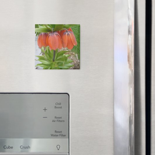 Fritillaria imperialis Oranje bloemmagneet Magneet (Insitu (Koelkast))