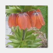 Fritillaria imperialis Oranje bloemmagneet Magneet (Voorkant)