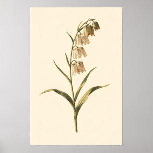 Fritillary Botanische Studie 12 × 18 Poster