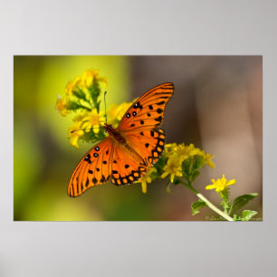 Fritillary Gulf Butterfly Prints Posters