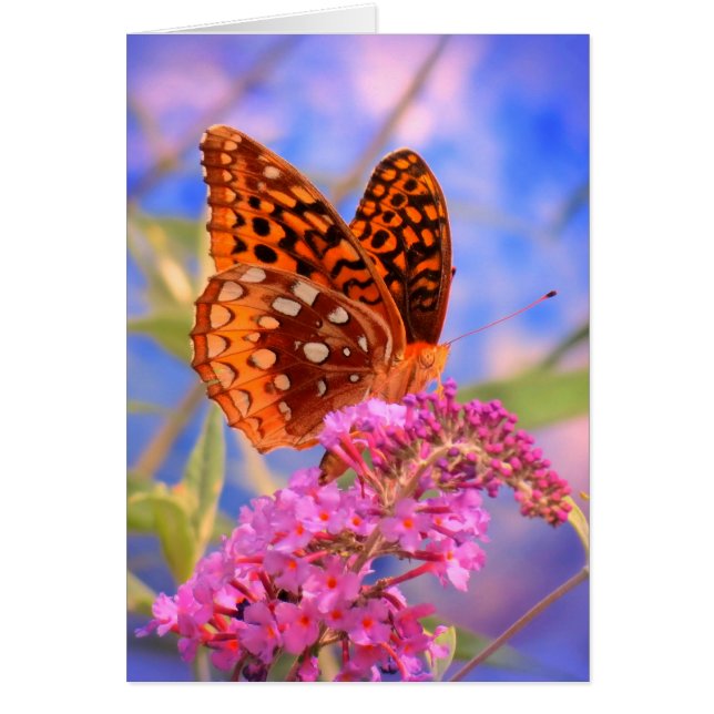 Fritillary on Blue - Bright Butterfly (Voorkant)