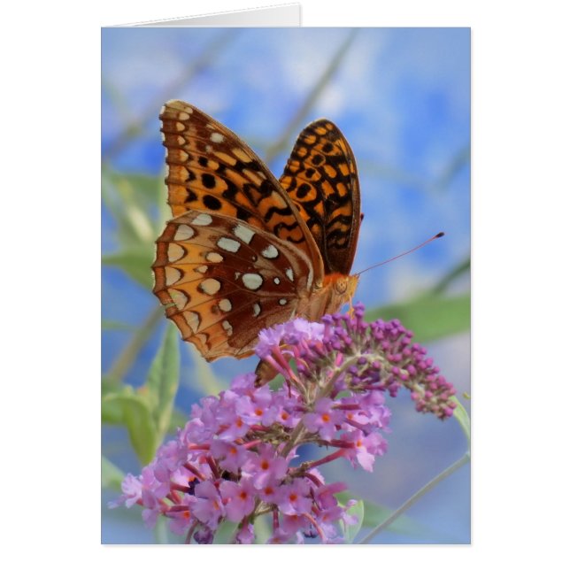 Fritillary on Blue - Butterfly (Voorkant)