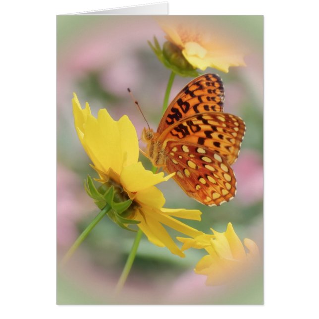 Fritillary World (Voorkant)