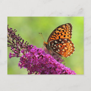 Fritillary World - Butterfly Briefkaart