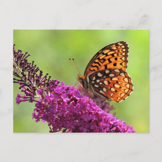 Fritillary World - Butterfly Briefkaart (Voorkant)
