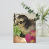 Frizzle Chick Briefkaart (Staand voorkant)
