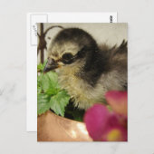 Frizzle Chick Briefkaart (Voorkant / Achterkant)