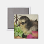 Frizzle Chick in Flowers Magneet (Voorkant / Achterkant)