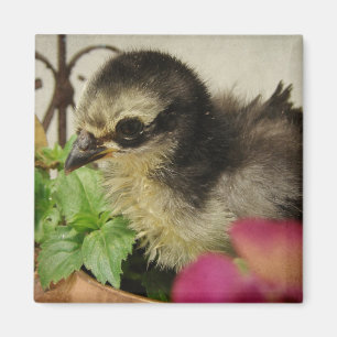 Frizzle Chick in Flowers Magneet
