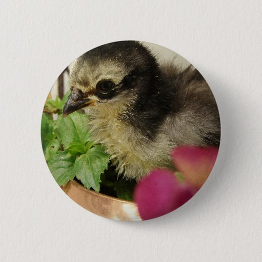 Frizzle Chick in Flowers Ronde Button 5,7 Cm (Voorkant)