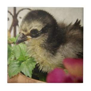 Frizzle Chick Tegeltje