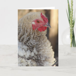 Frizzle kip voor alle gelegenheden kaart