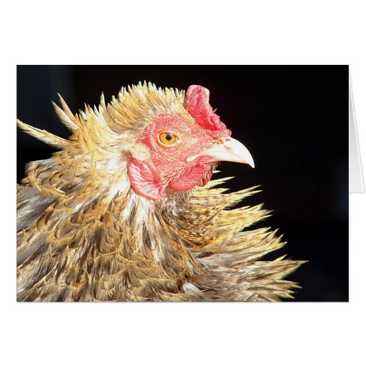 Frizzle Roo (Devant horizontal)